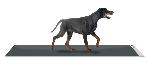 FDM 2 CanidGait® 测量平台